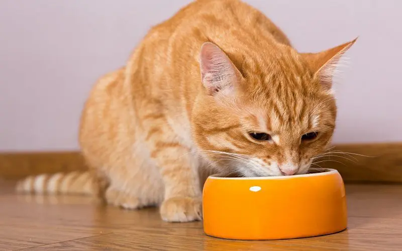 cat eating