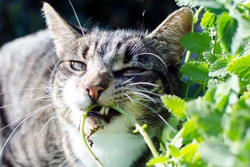 How to Give Cats Catnip: A Cat Parent's Guide to Feline Fun!