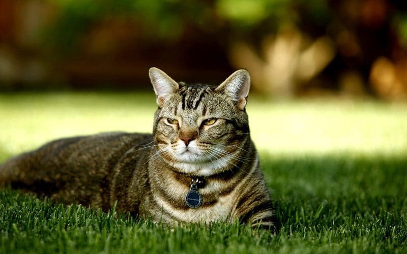 cat lying on grass