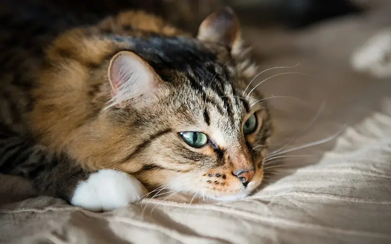 cat lying on a bed