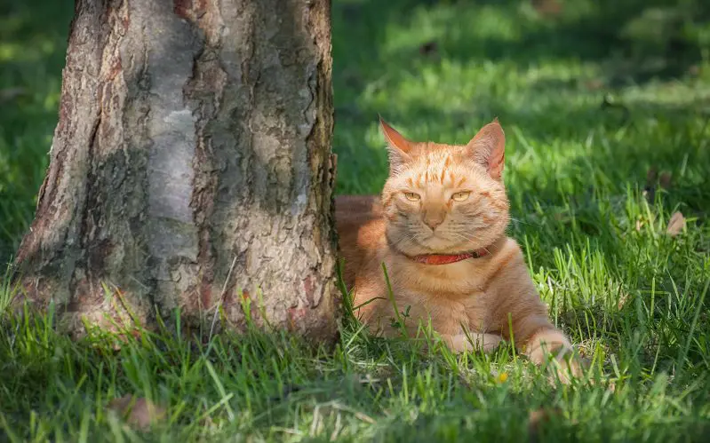 cat in shade of a tree