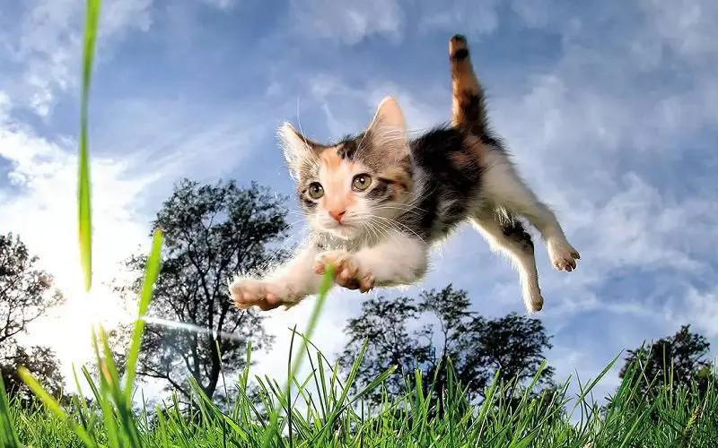 cat landing on grass