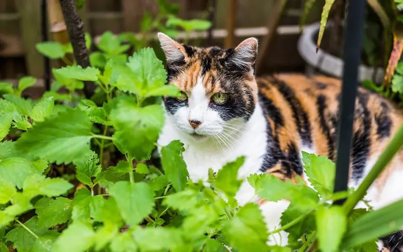 cat and catnip