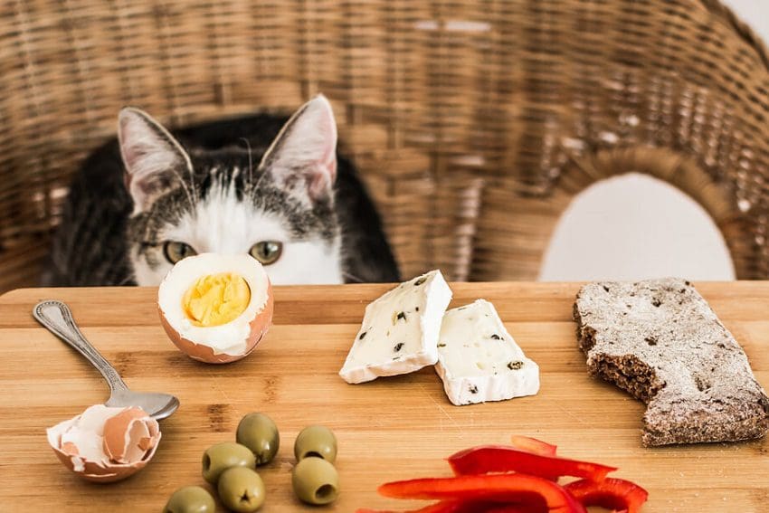 Можно ли кошкам есть сыр? Вкусно или опасно для кошек?
