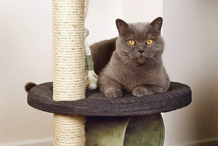 4 Best Cat Scratching Posts: Say Goodbye to Shredded Furniture