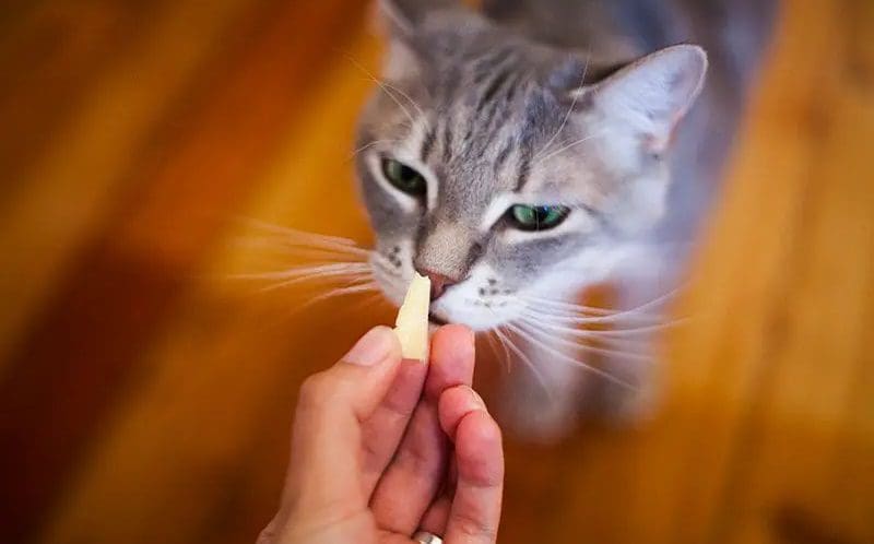 giving cheese to a cat