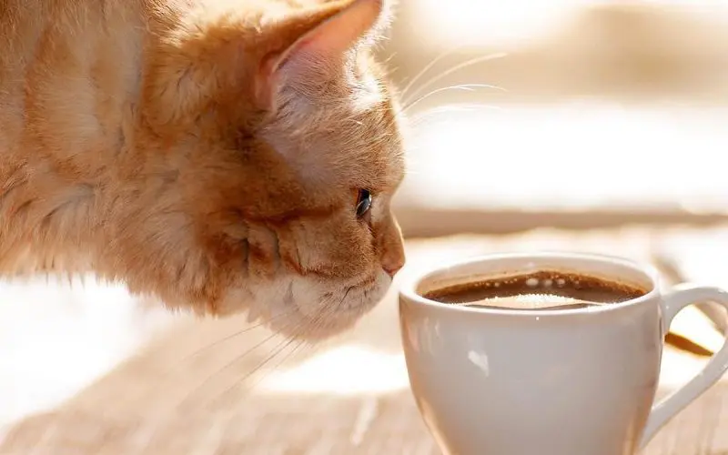 cat with a cup of coffee