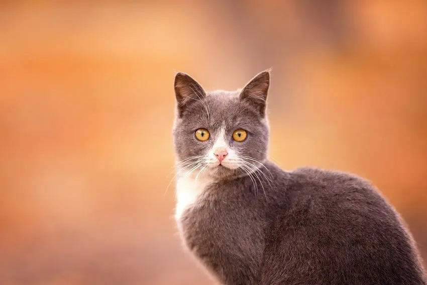 Why Is My Cat Staring At The Wall? 7 Intriguing Reasons