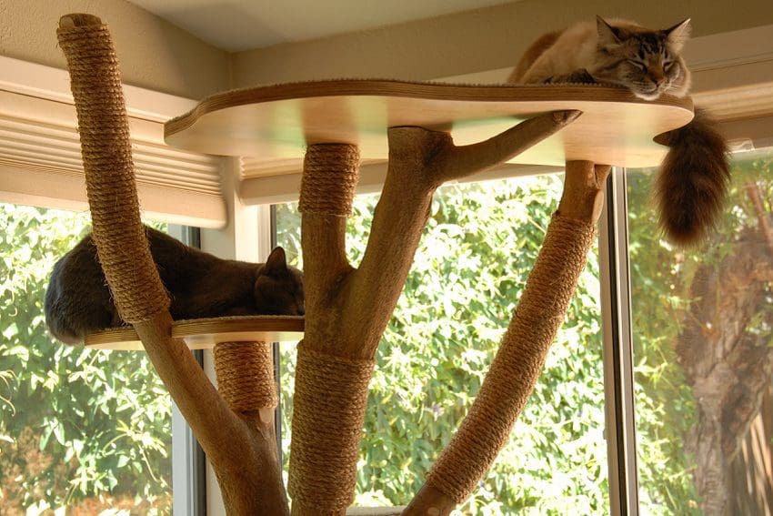 12 Best Cat Trees To Elevate Your Cat's Playtime