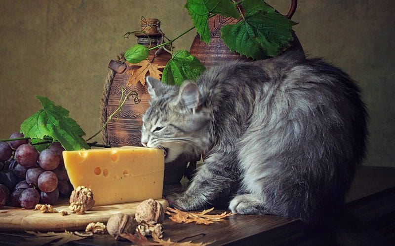 кошка ест сыр
