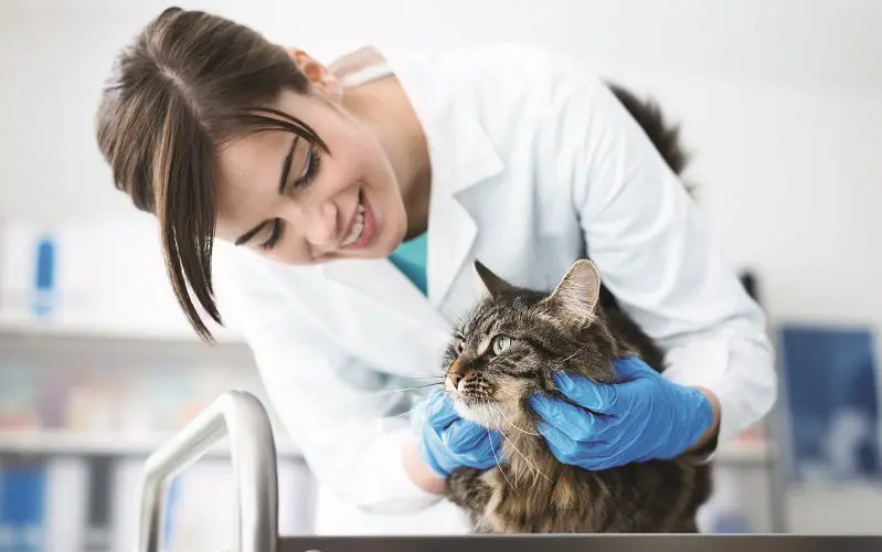 cat at veterinarian check-up