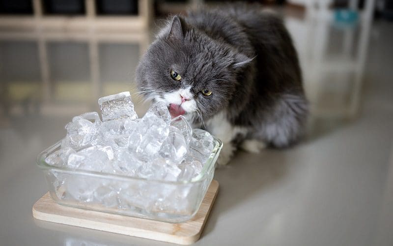 cat and ice