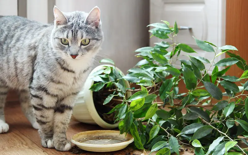 cat knocking down plant