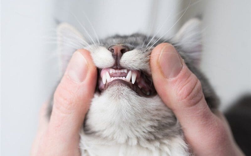 checking cat for dental disease