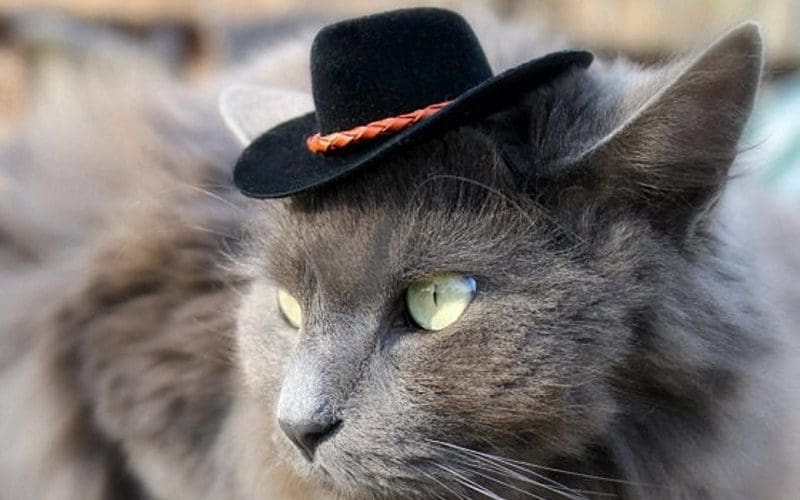 gangster female cat