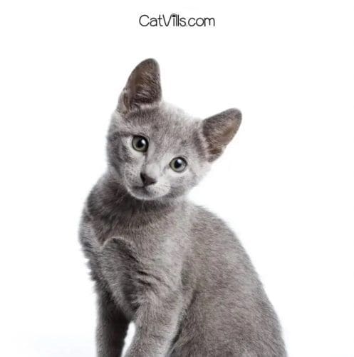 Unique and Creative Grey Cat Names That Reflect Their Mysterious Beauty