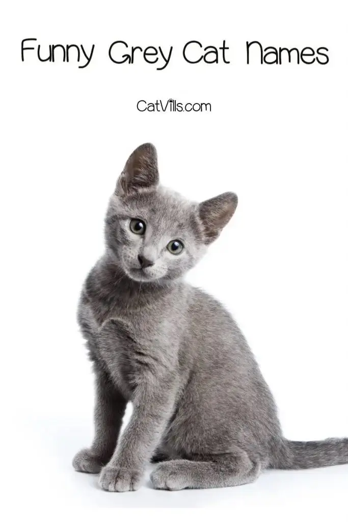 Unique and Creative Grey Cat Names That Reflect Their Mysterious Beauty