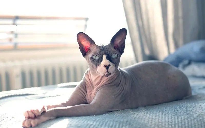 hairless male cat