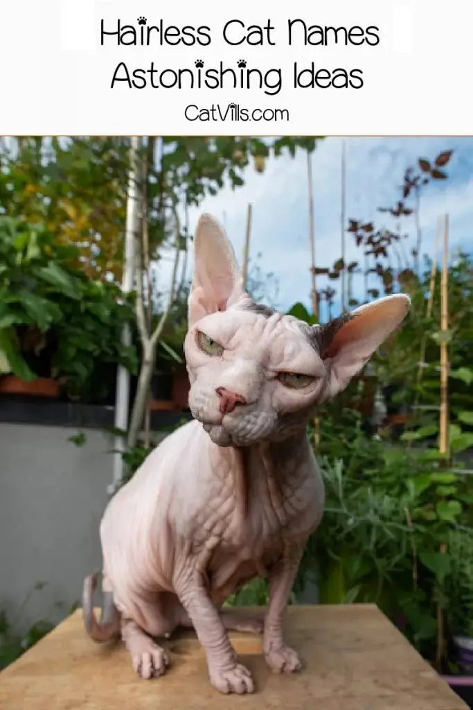 Hairless Cat Names: 190 Astonishing Ideas for Males & Females