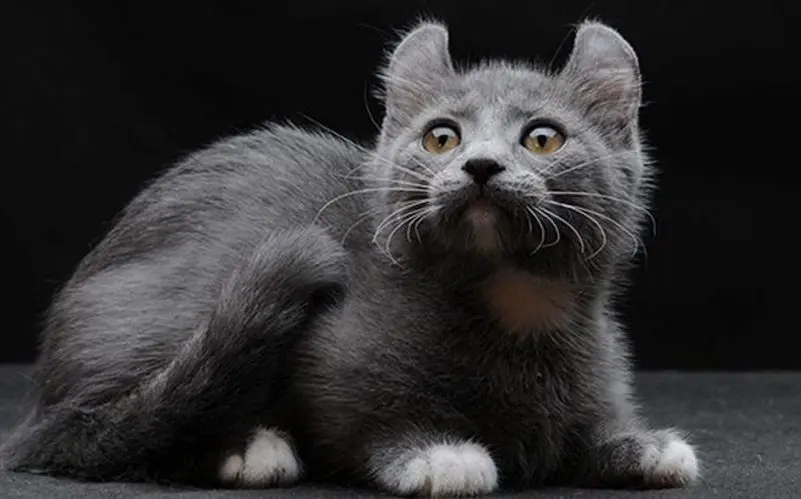 kinkalow cat breed