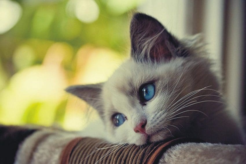 Do Cats Get Lonely? Here's What You Need to Know