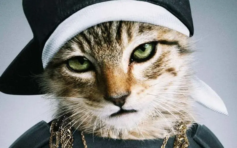 gangster male cat