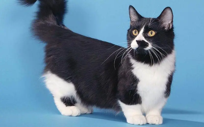 tuxedo munchkin cat breed