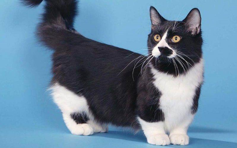 tuxedo munchkin cat breed