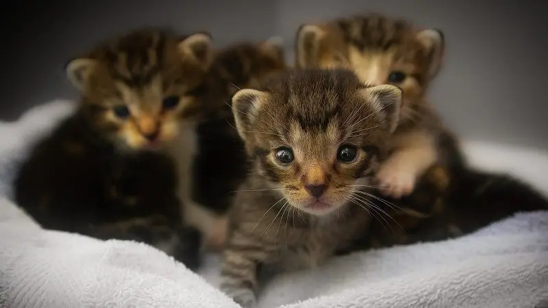 newborn kittens