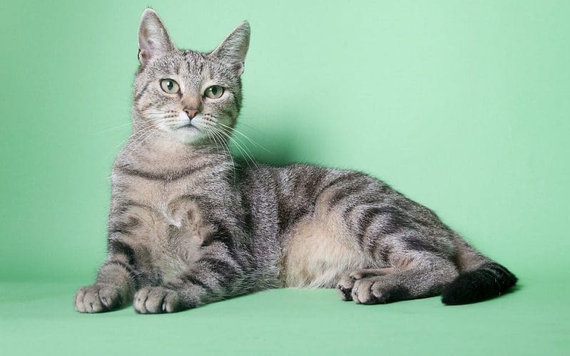 nile valley egyptian cat breed