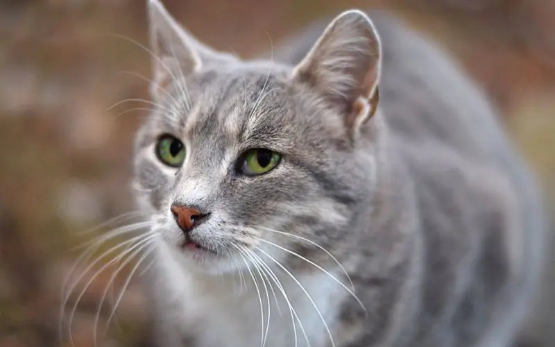 female cat with punny name