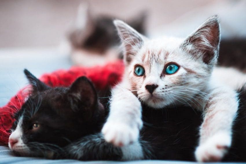 Best Punny Cat Names That Reflect Your Feline Friend’s Charm