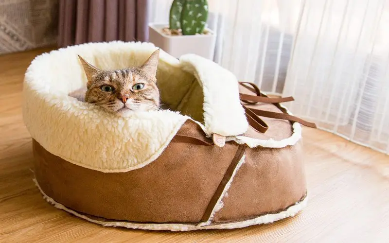 a shoe box cat bed