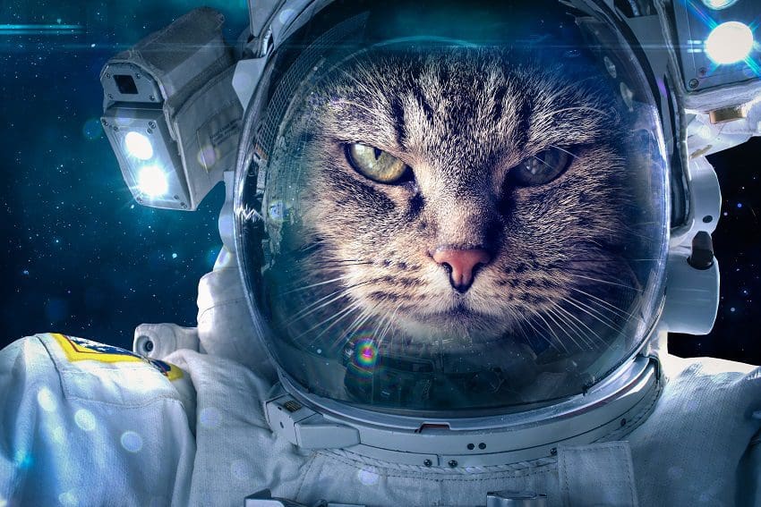 200 Space Cat Names That Are Out of This World