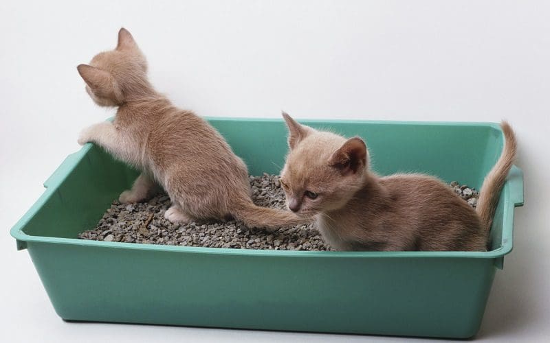 one litter box for two cats