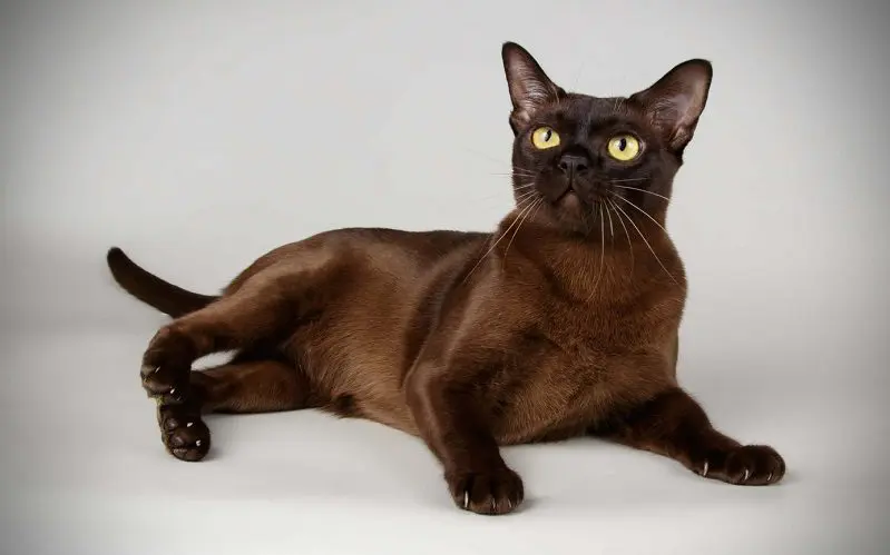 Burmese cat breed