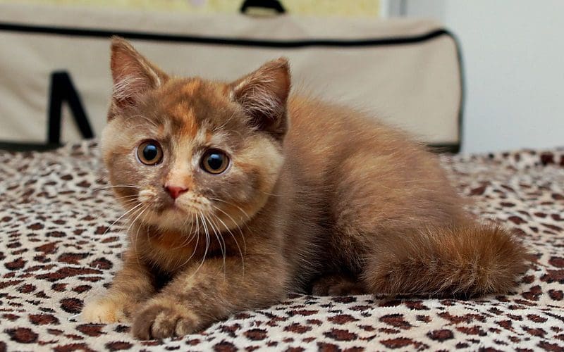 Cinnamon kitten