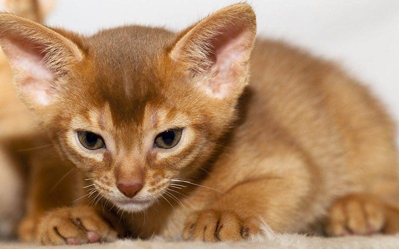 Diluted brown cat