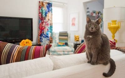 11 Best Cats for Apartments: Find The Ideal Apartment Cats