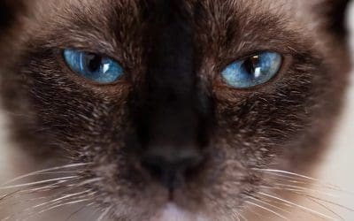 100 Beautiful Blue Eyed Cat Names