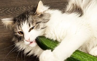 Why Are Cats Afraid of Cucumbers? Discovering the Truth