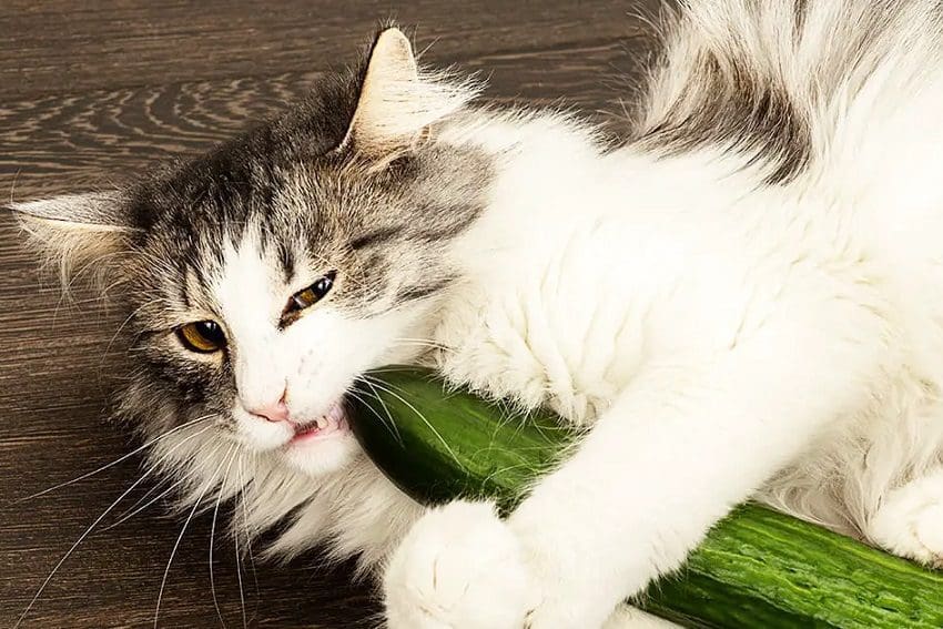 Why Are Cats Afraid of Cucumbers? Discovering the Truth