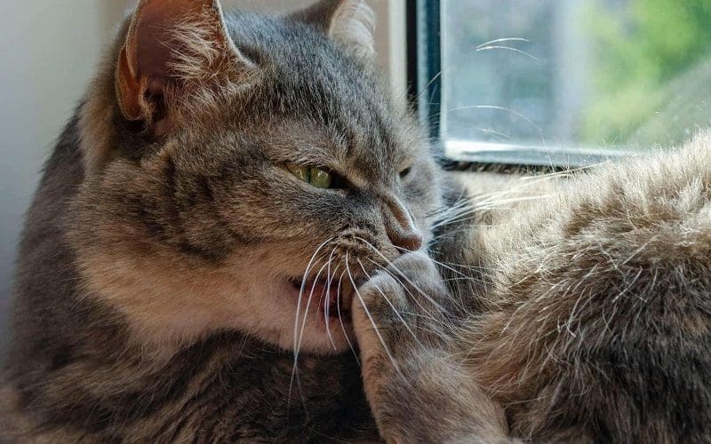 Why Do Cats Bite Their Nails? 4 Most Common Reasons