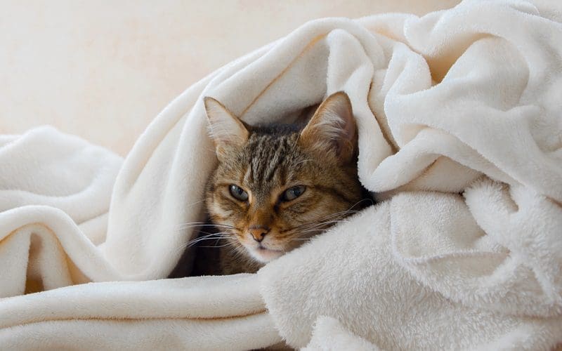 treating cat colds at home