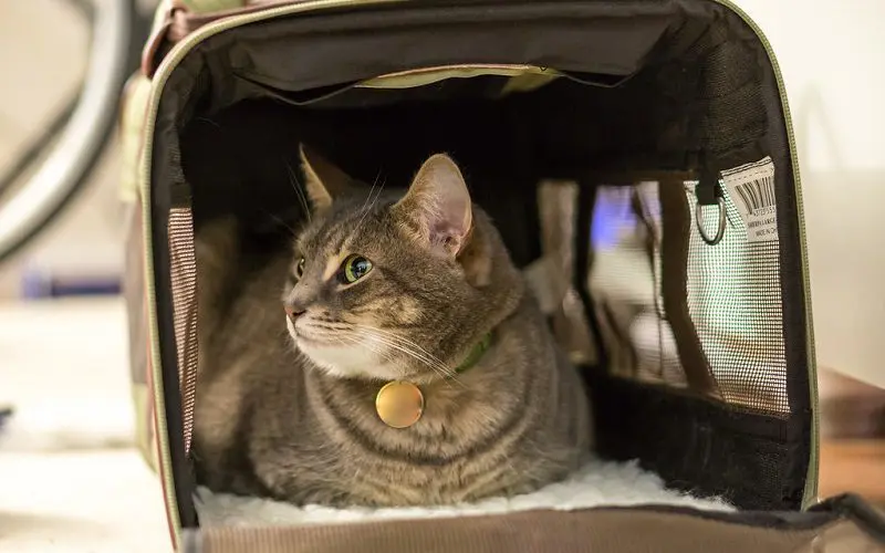 cat in a cat carrier