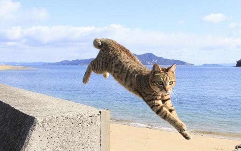 cat jumping from a wall