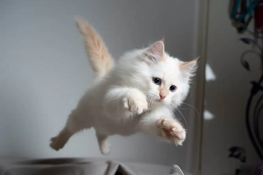 How High Can Cats Really Jump? Exploring Feline Agility