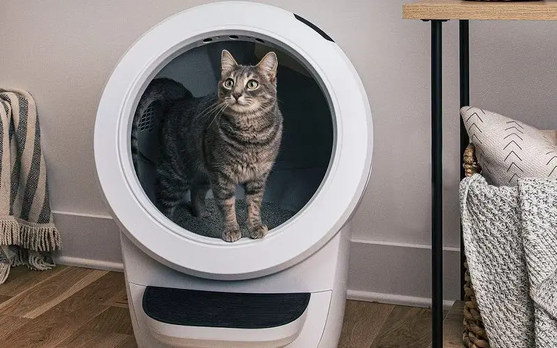 cat in the litter robot