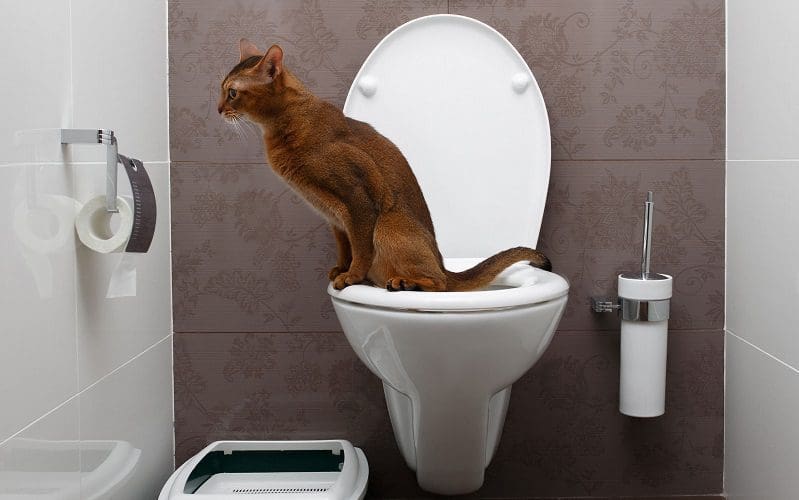 cat using toilet