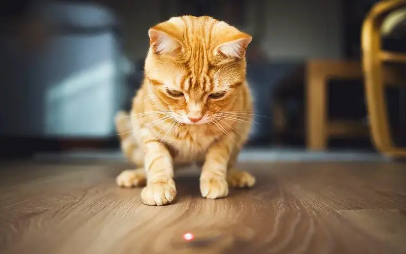 cat chasing laser